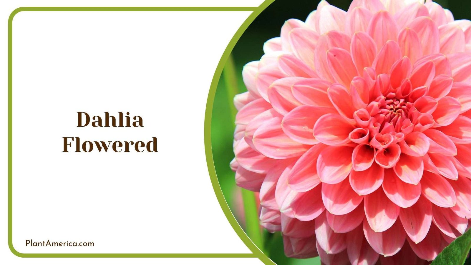 Dahlia Flowered Zinnias Plant America