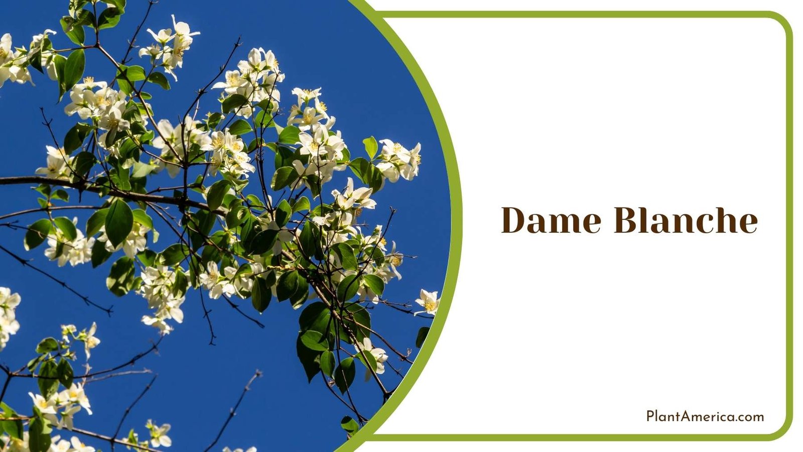 Dame Blanche In a Garden Plant America