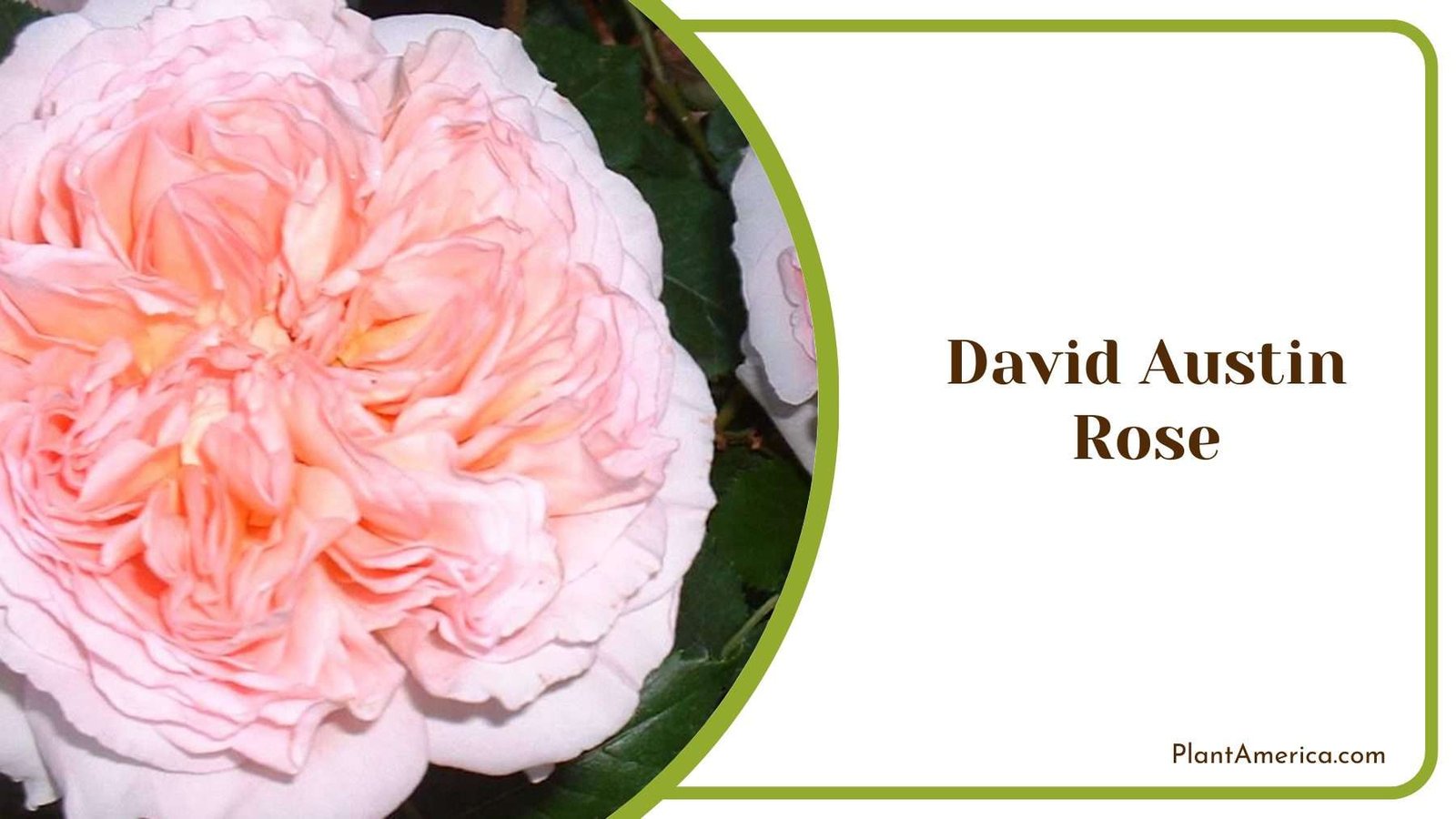 David Austin Rose Plant America