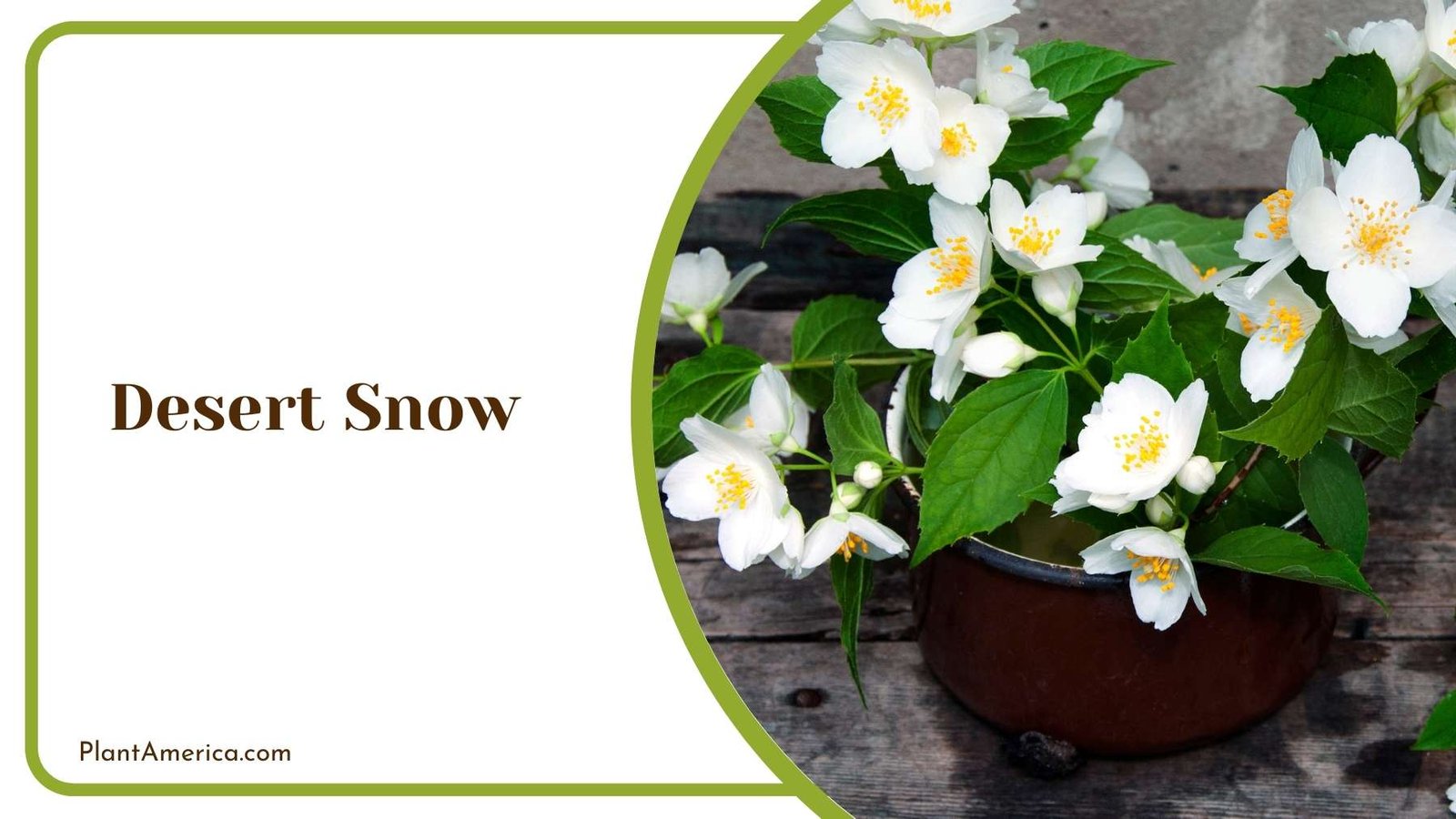 Desert Snow Closer Look Plant America