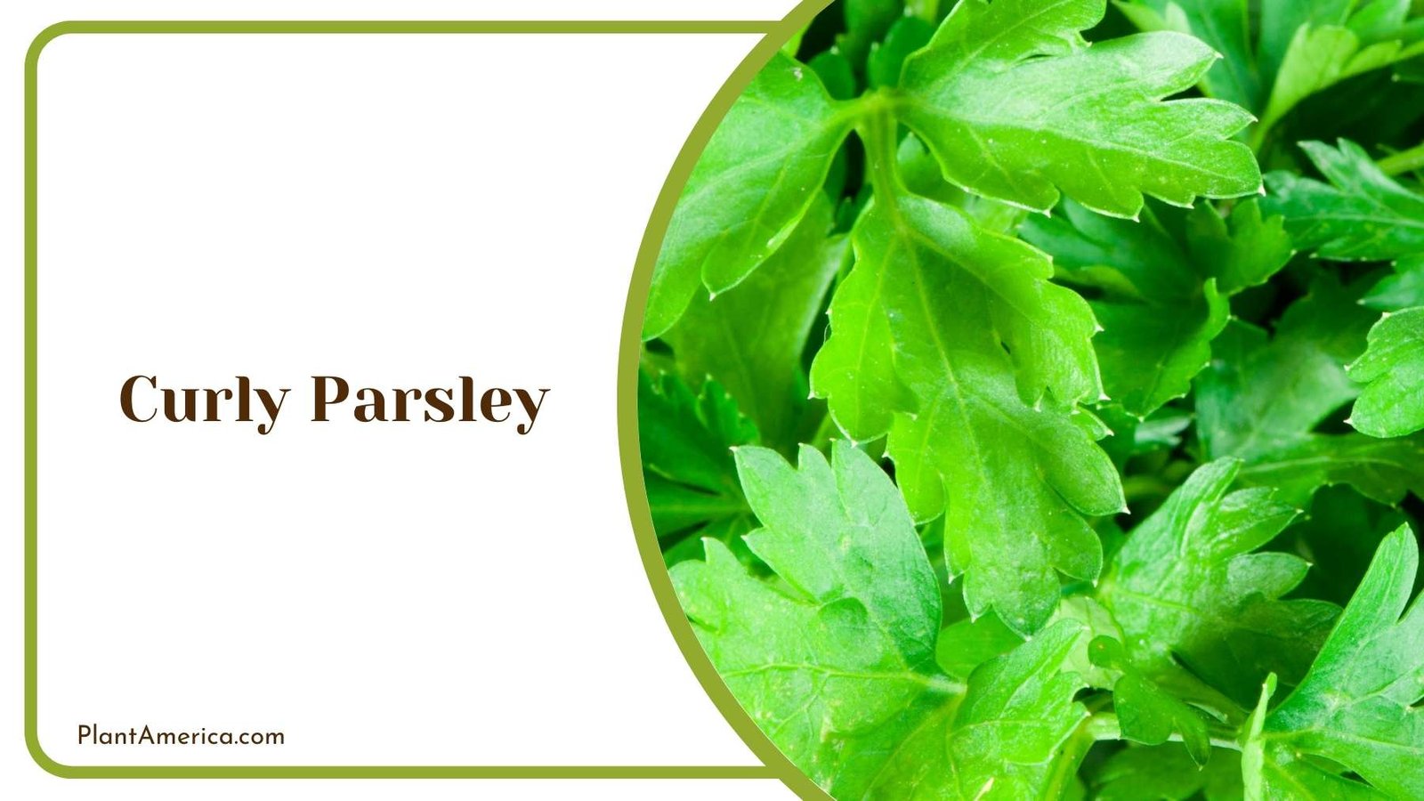 Details Of Curly Parsley Plant America
