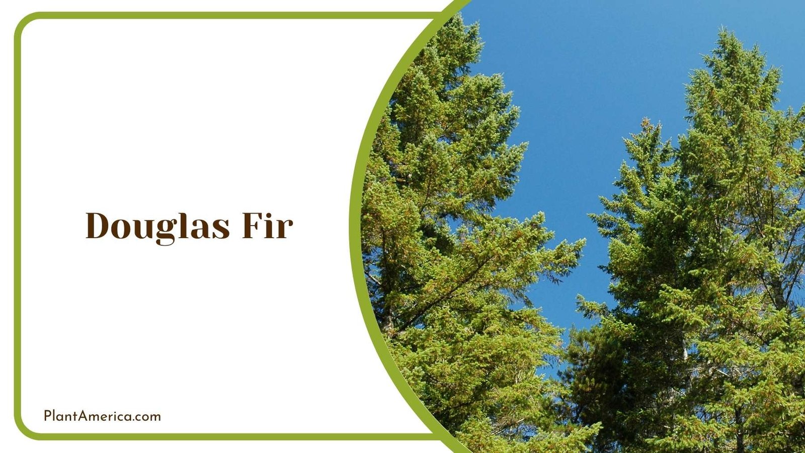 Details Of Douglas Fir Plant America Details Of Douglas Fir Plant America