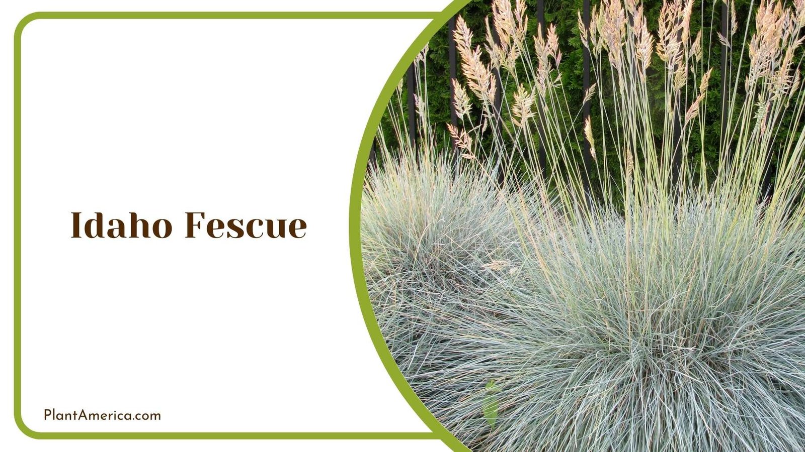 Details Of Idaho Fescue Plant America