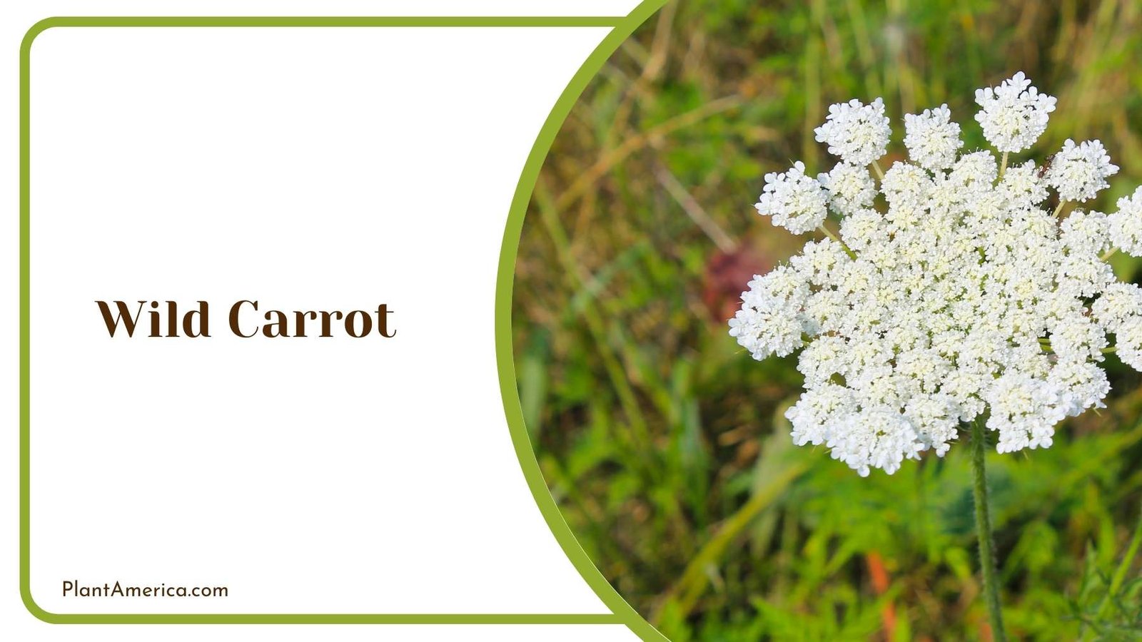 Details Of Wild Carrot Flower Plant America Details Of Wild Carrot Flower Plant America