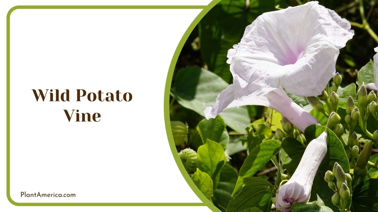 Details Of Wild Potato Vine Plant America