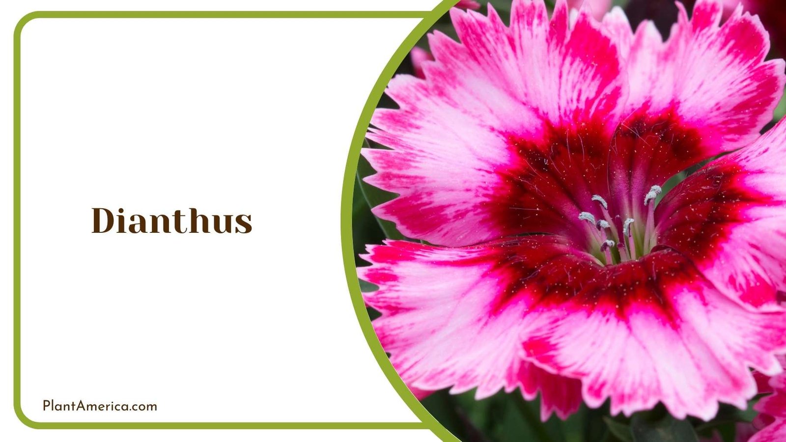 Dianthus Bloom Plant America