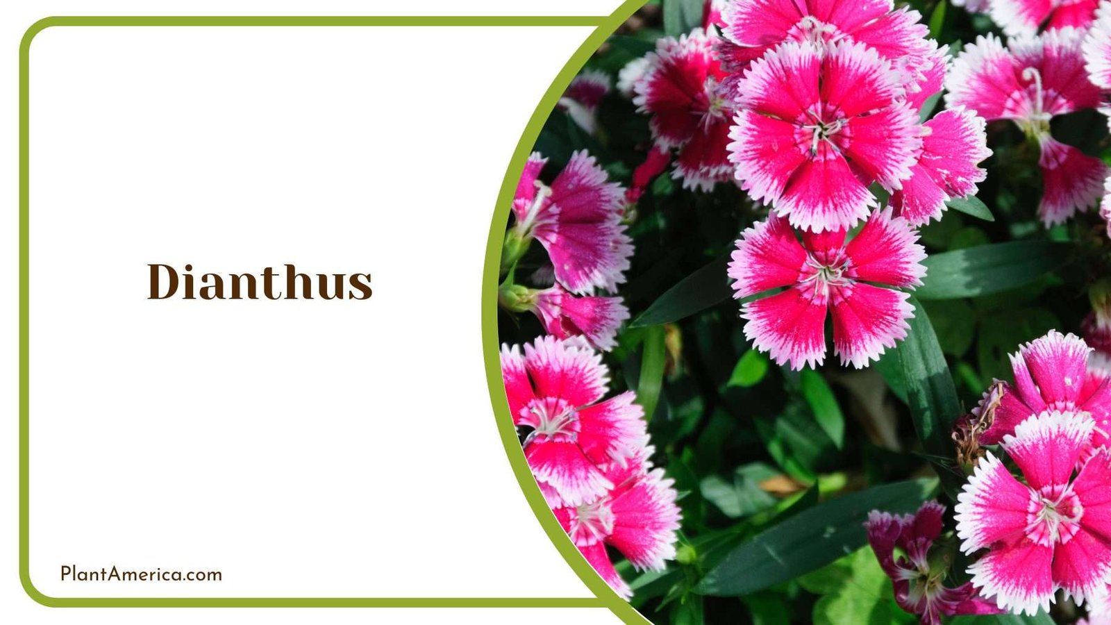 Dianthus Succulent Flower Plant America