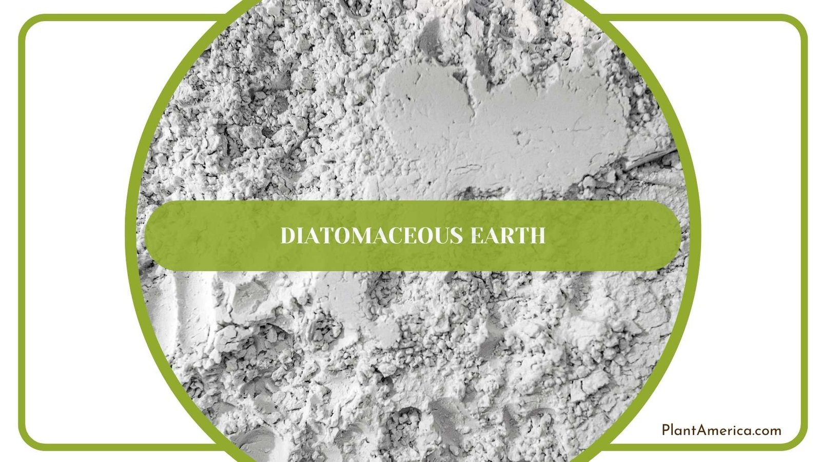 Diatomaceous Earth In Close Shot Plant America