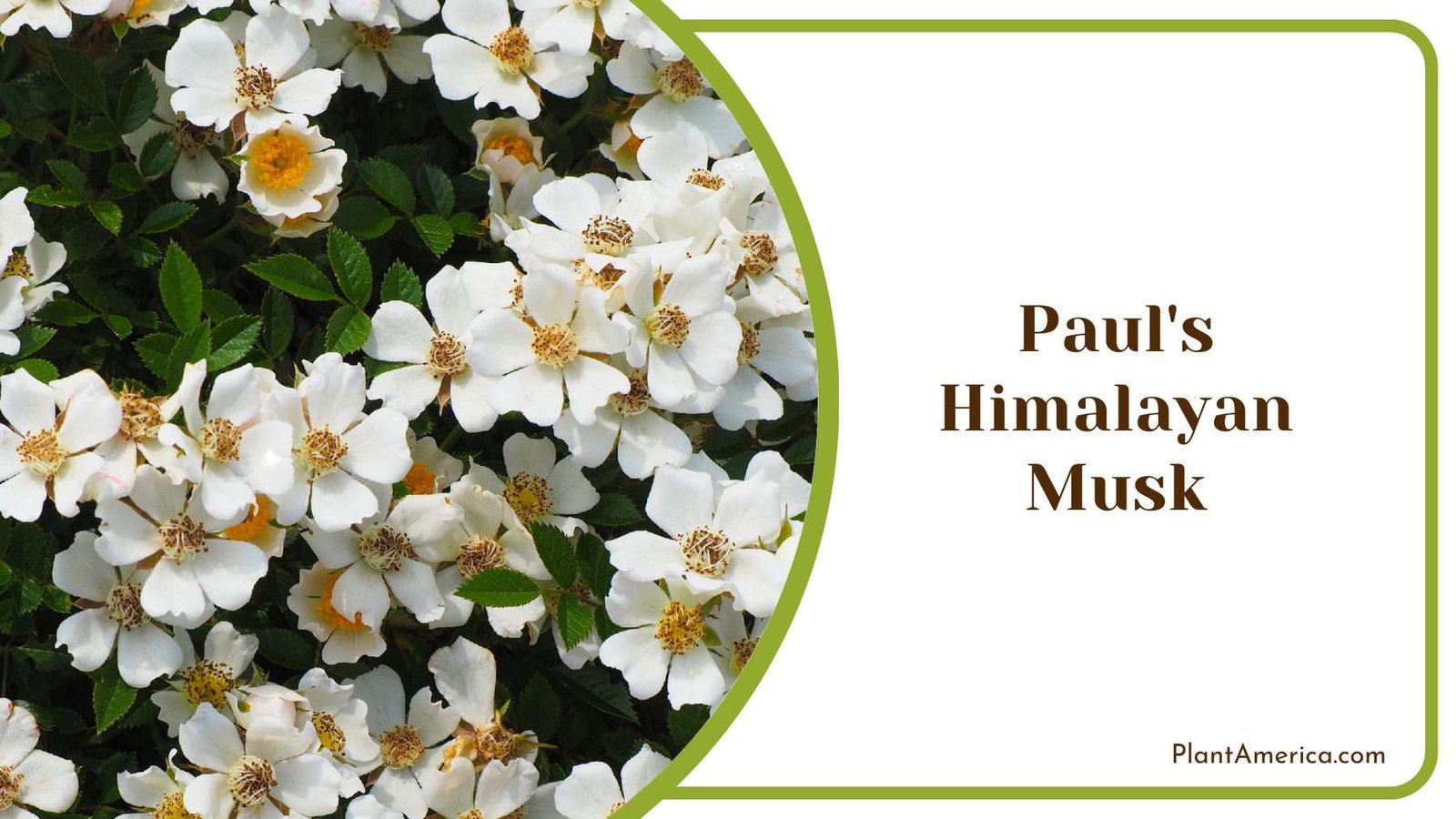 Different Paul s Himalayan Musk Plant America