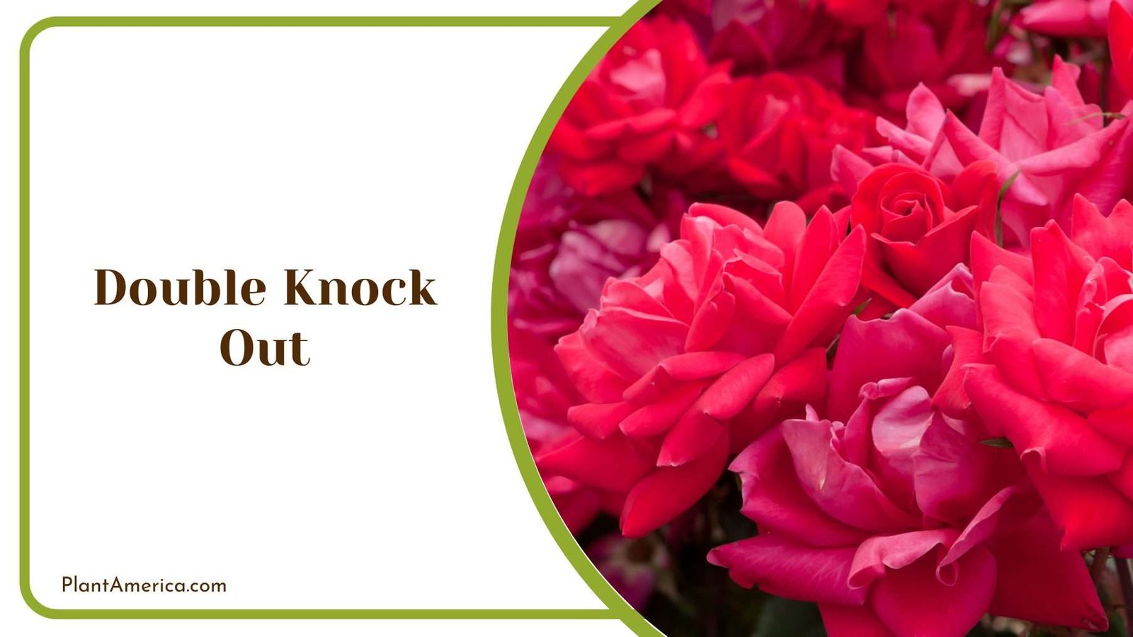 Double Knock Out Rose Plant America