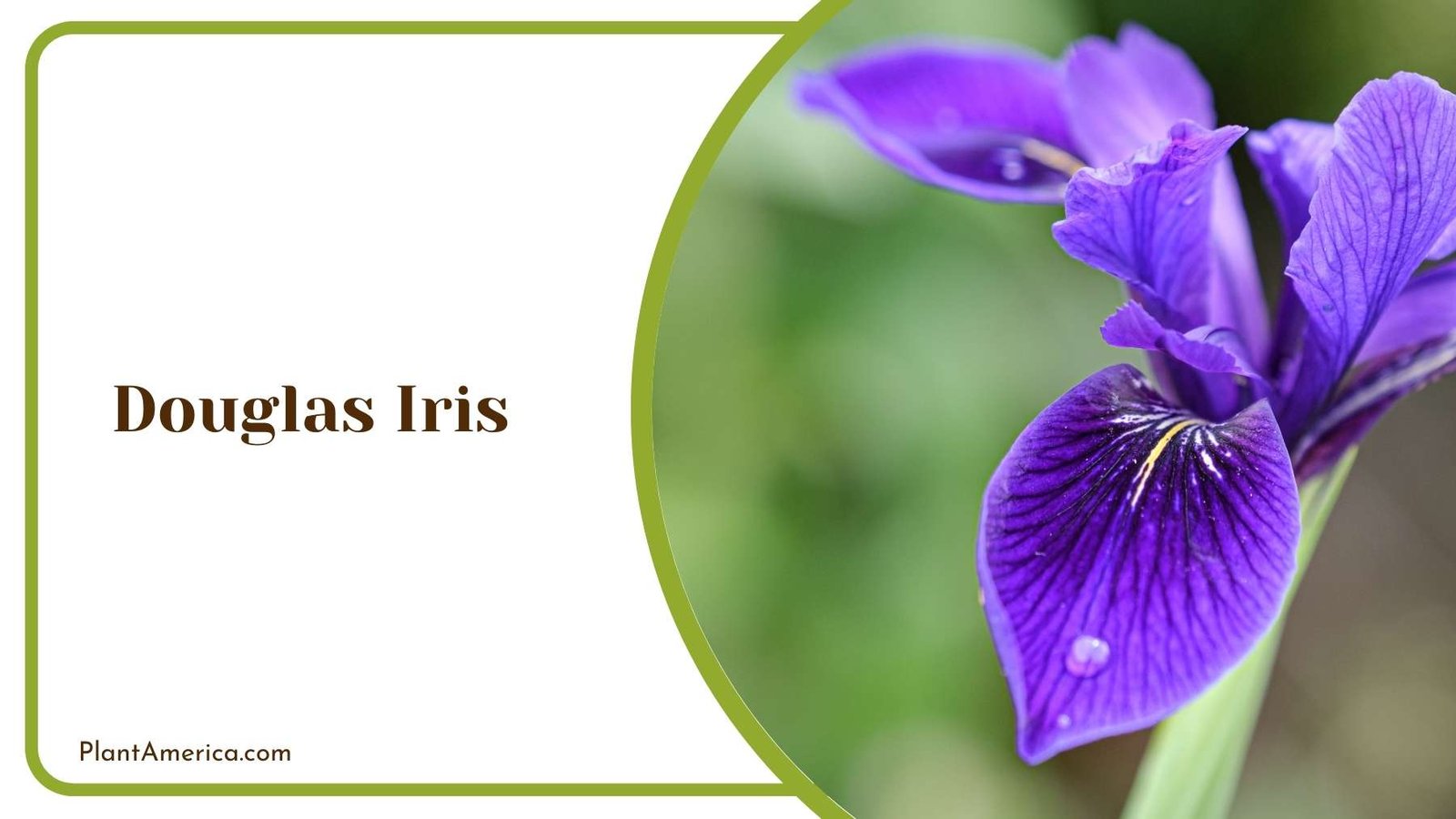 Douglas Iris In a Farm Plant America