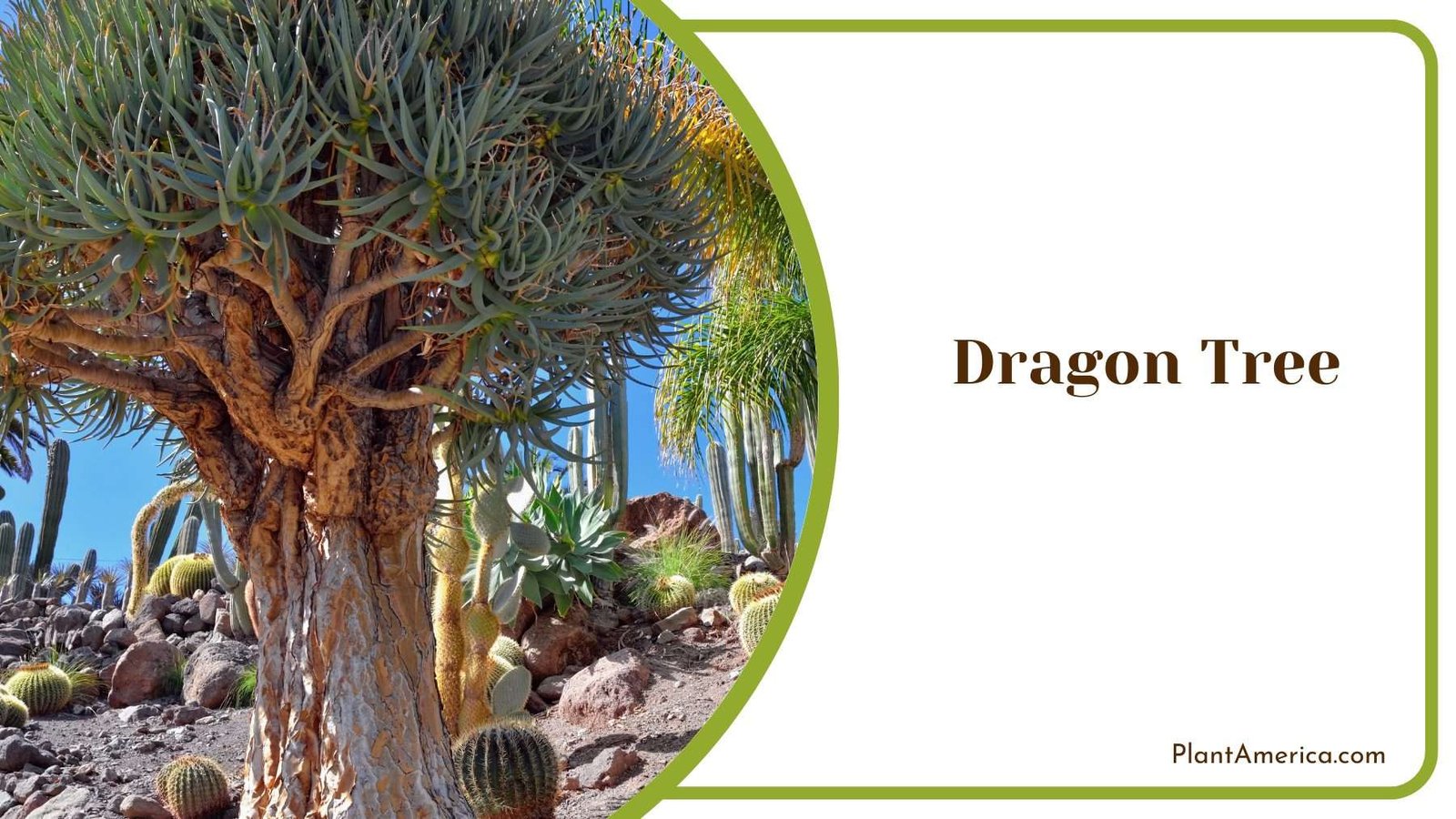 Dragon Tree Plant America