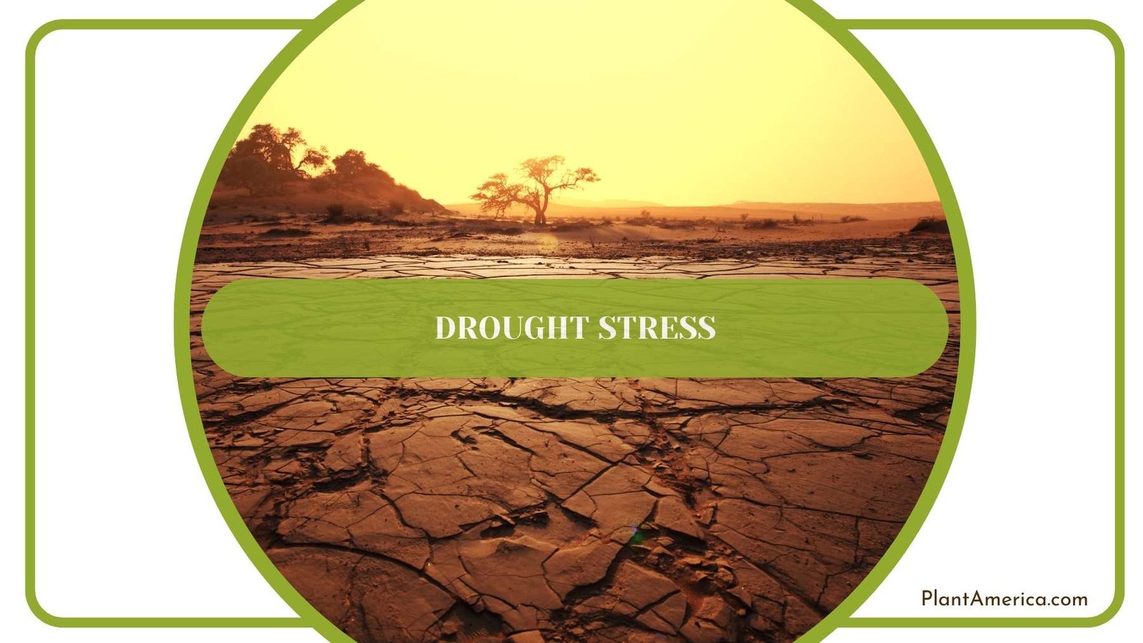 Drought In Desert Plant America