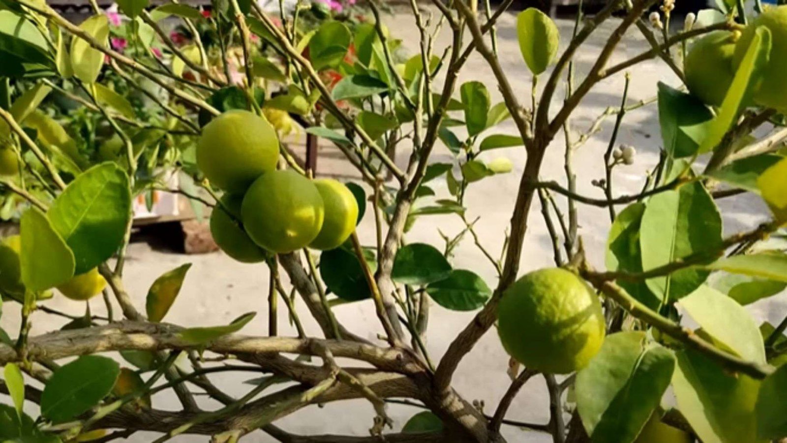 Dwarf Meyer Lemon Growing Season PlantAmerica
