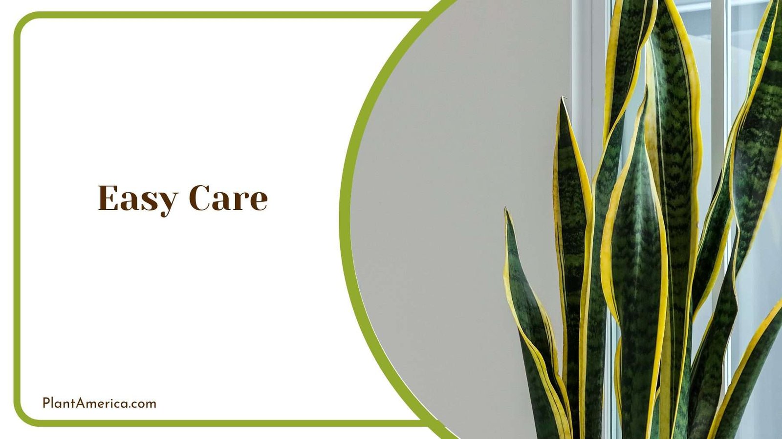 Easy Care of Snake Plant Plant America