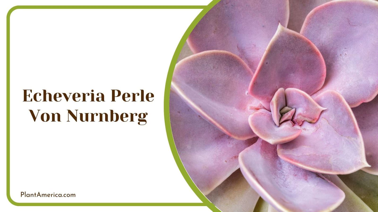 Echeveria Perle Von Nurnberg Plant America