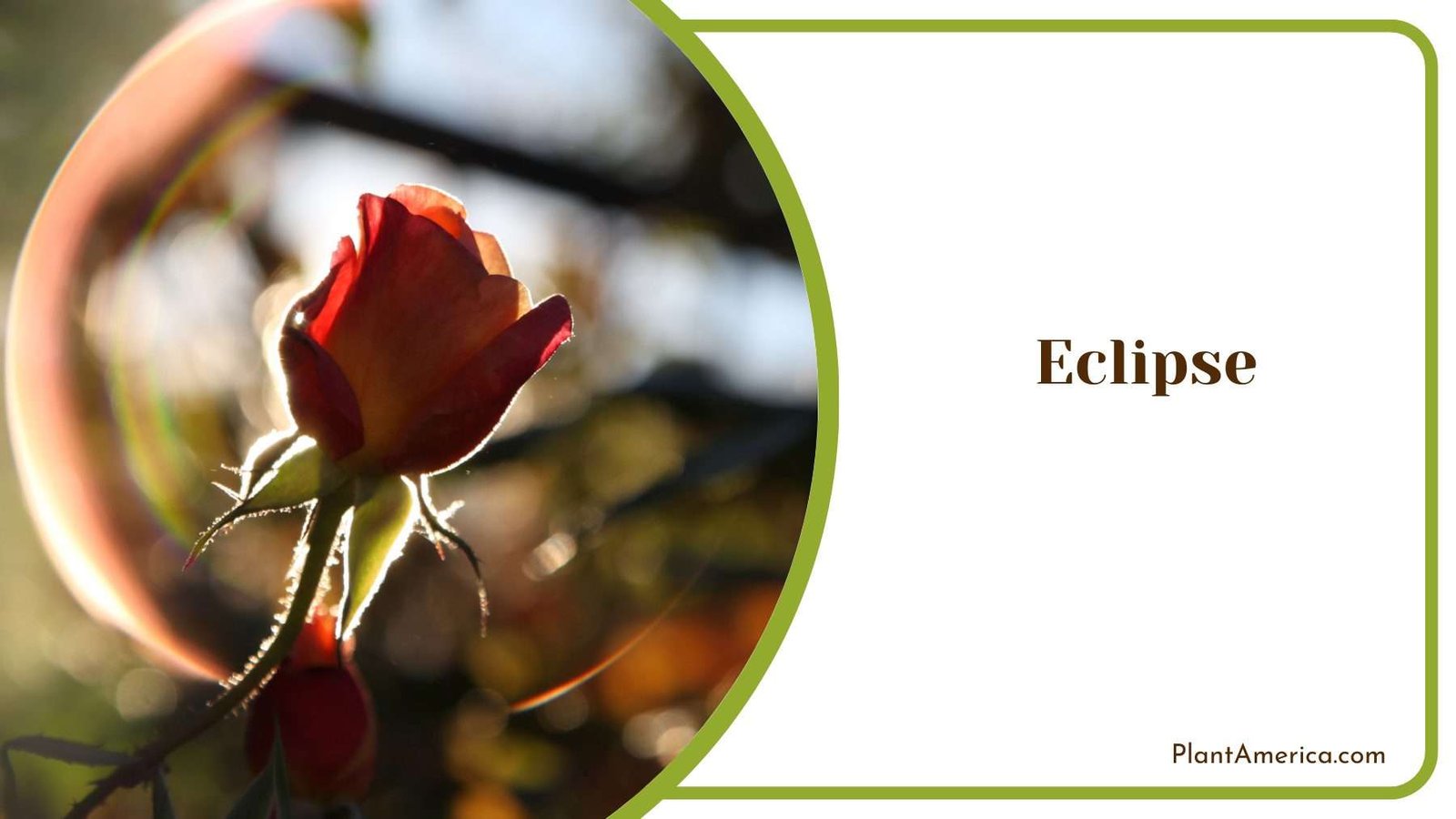 Eclipse Flower Blooms Plant America