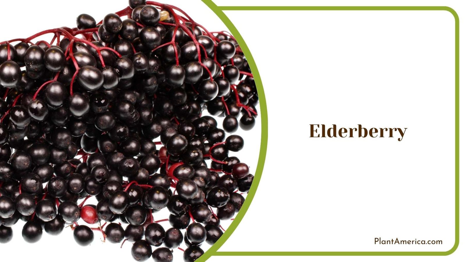 Elderberry On a White Background Plant America