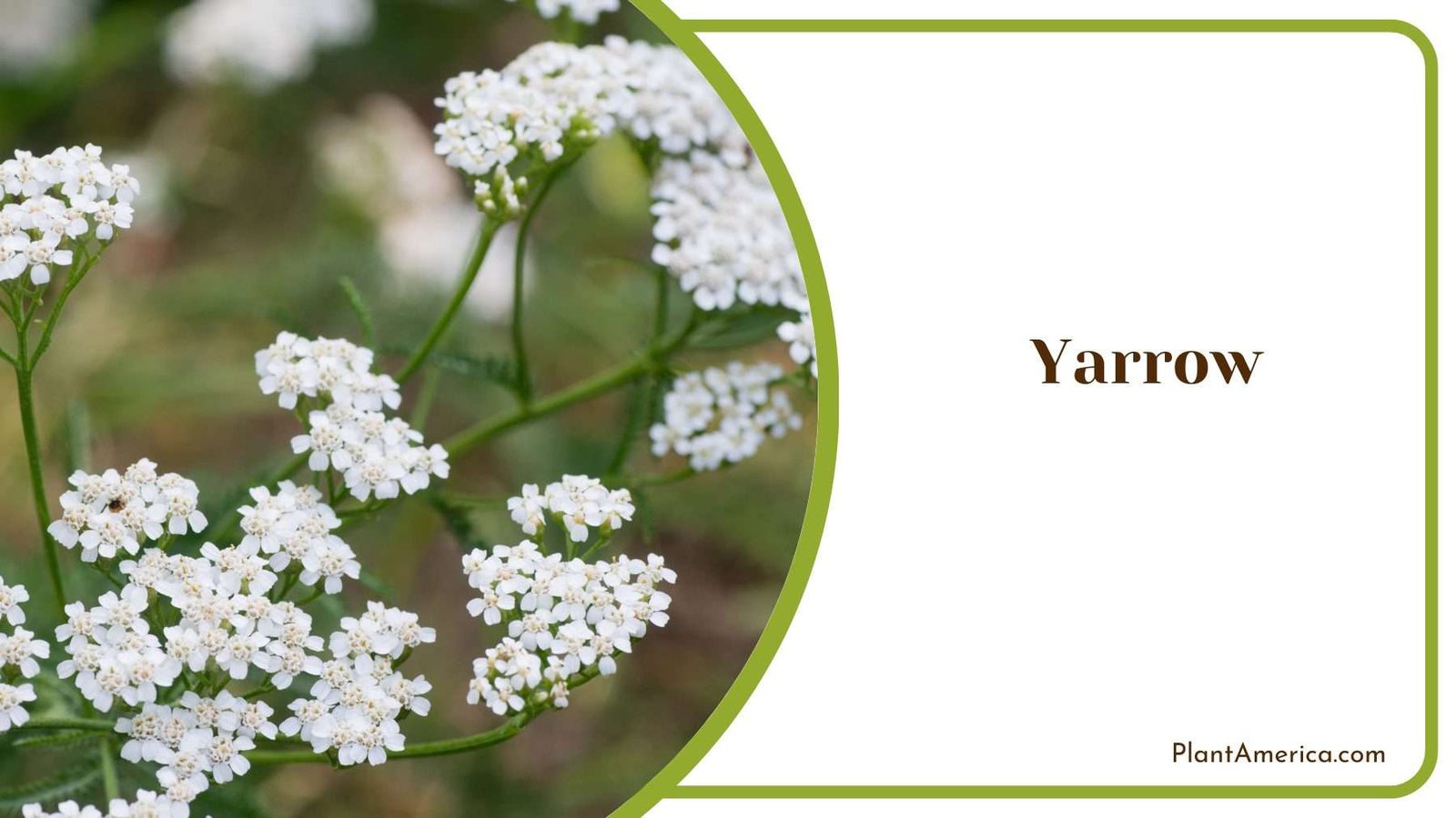 Elegant Yarrow Flower Plant America