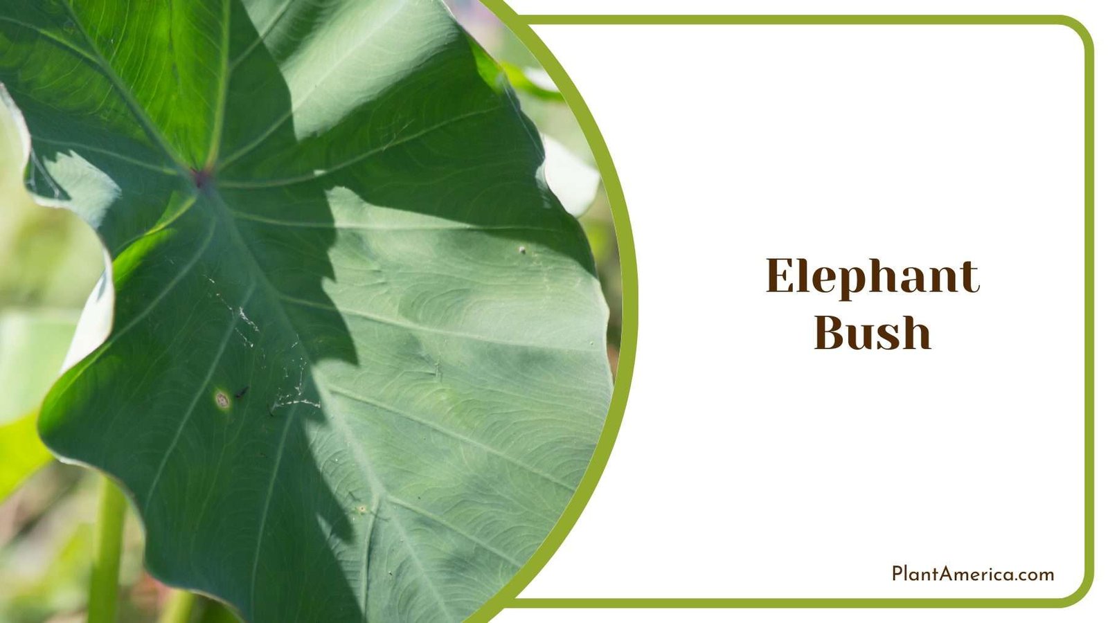 Elephant Bush Plants Plant America 1
