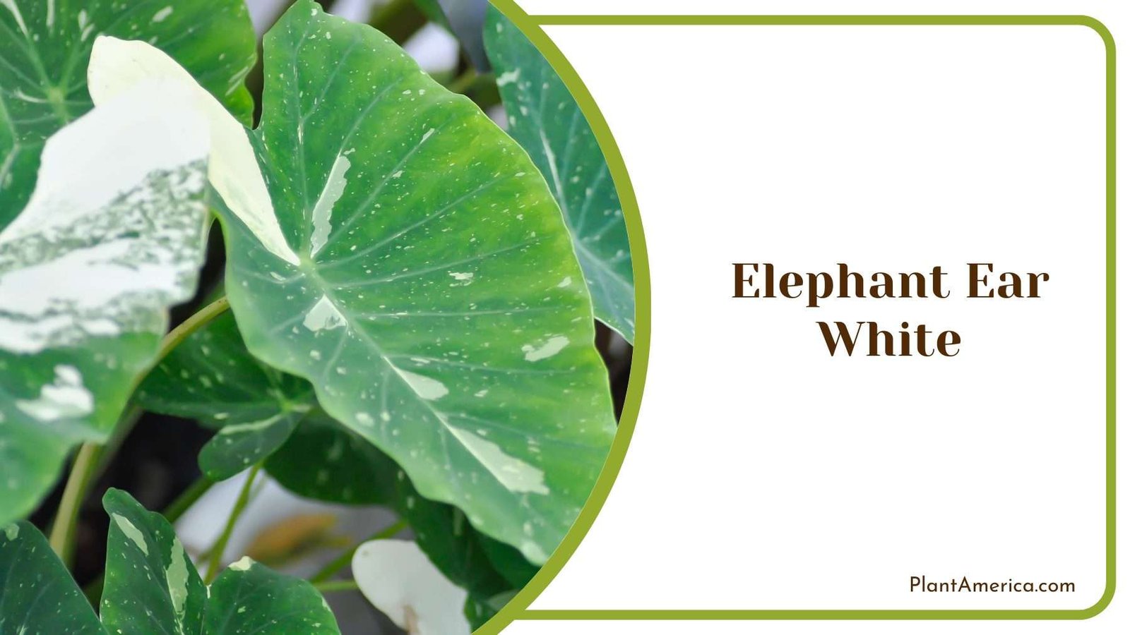 Elephant Ear White Plant Plant America