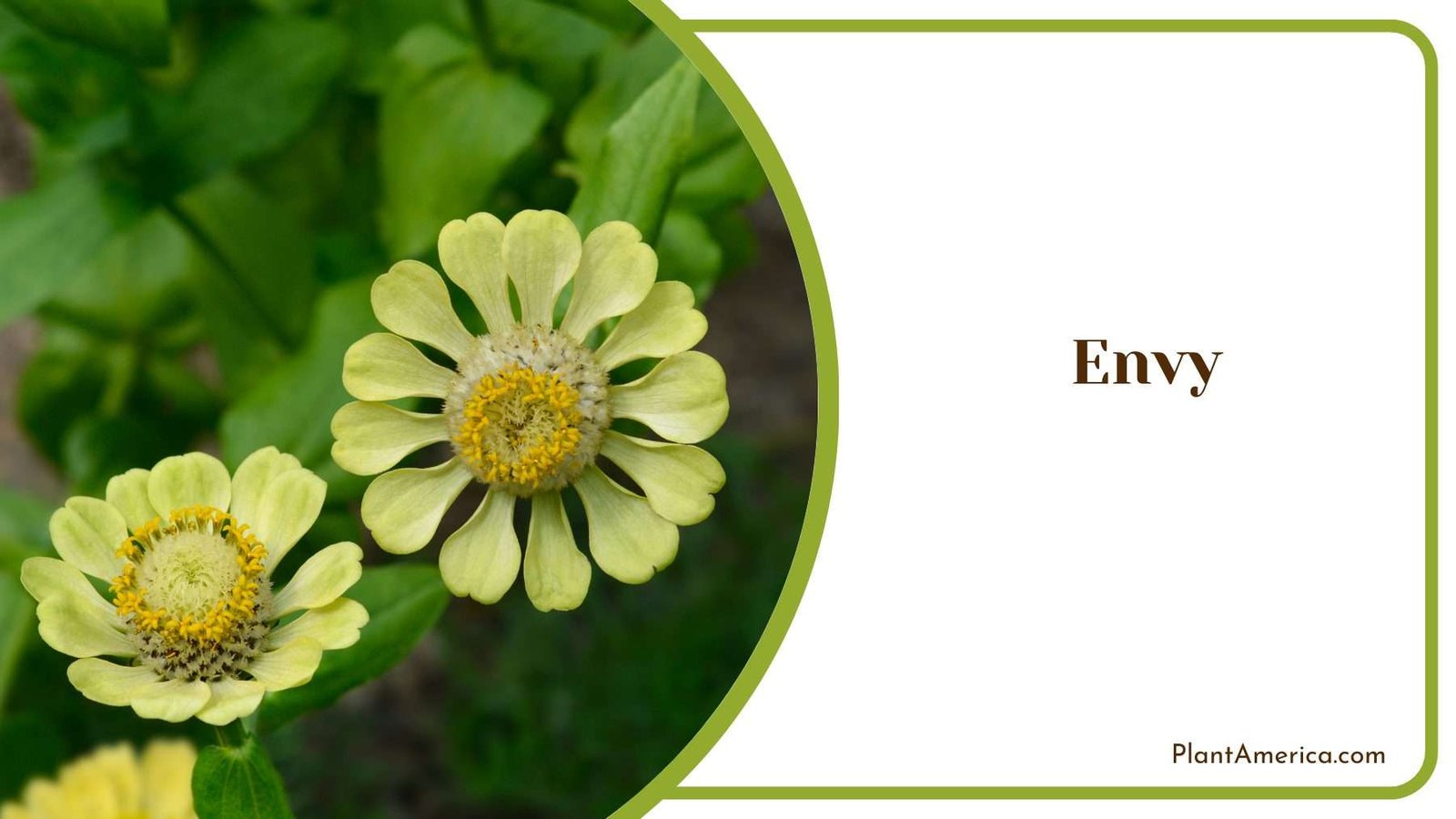 Envy Zinnias Plant America