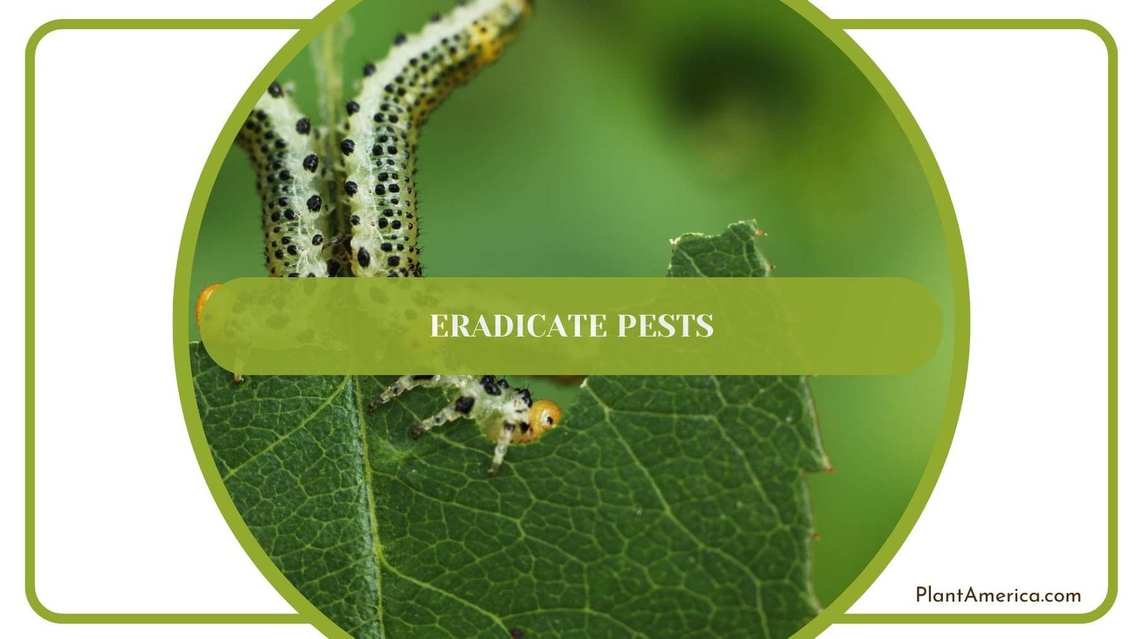 Eradicate Pests Plant America Eradicate Pests Plant America