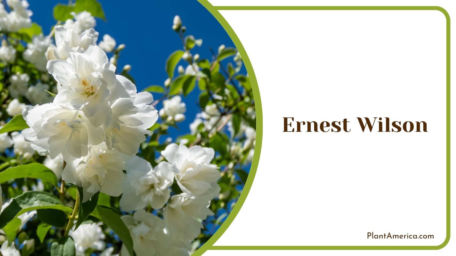 Ernest Wilson Picture Plant America