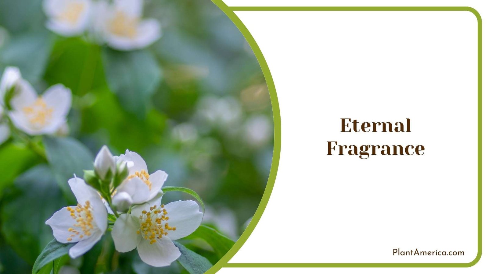 Eternal Fragrance Flowers Plant America
