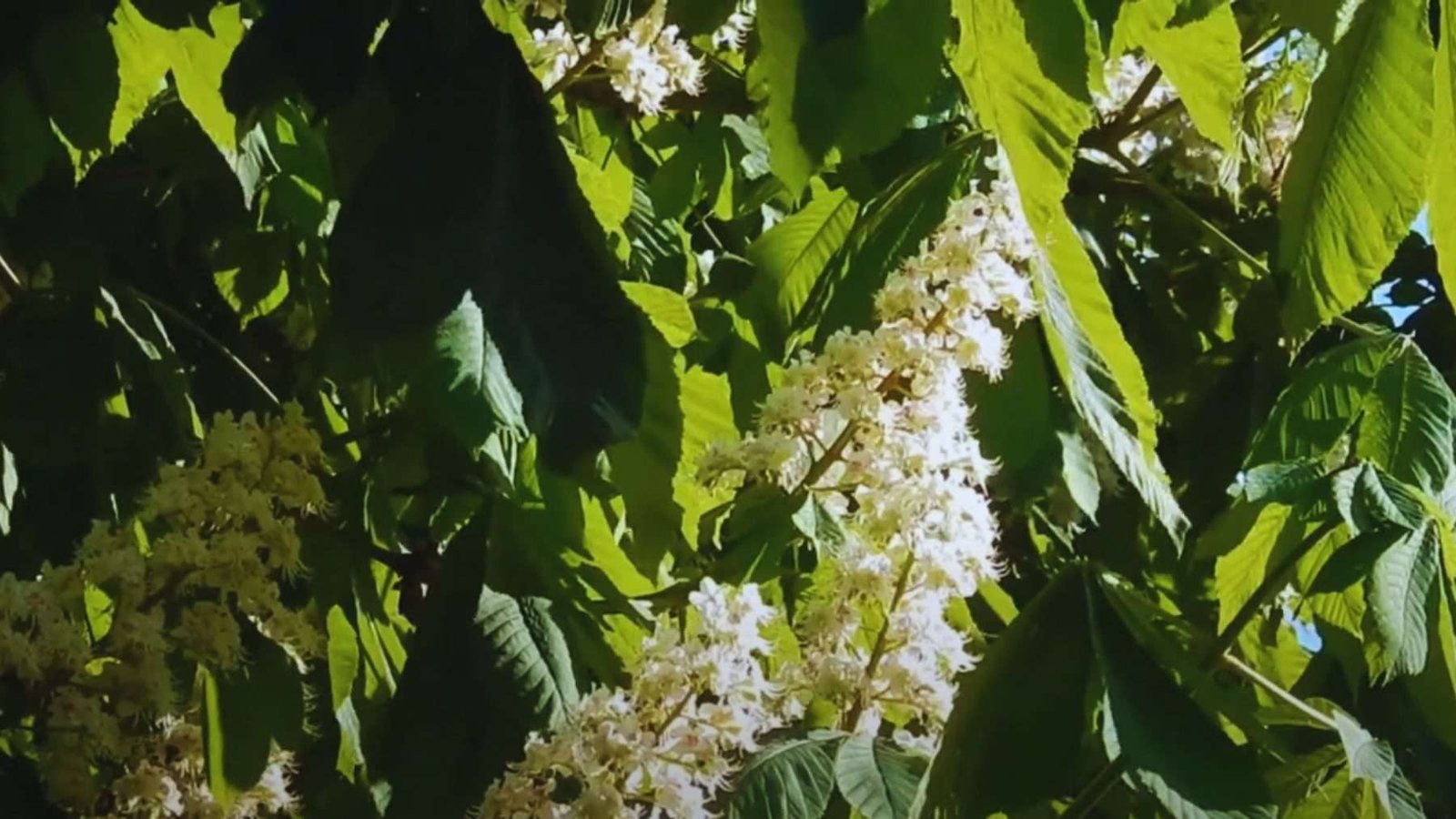 European Sweet Chestnut Plant America