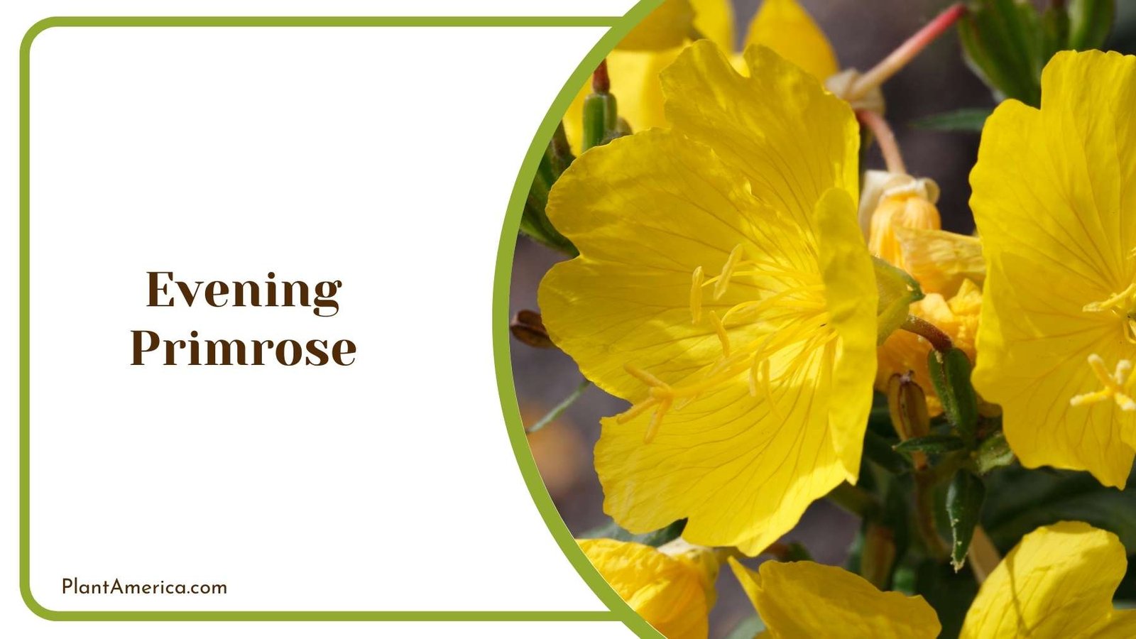 Evening Primrose In a Picture Plant America Evening Primrose In a Picture Plant America