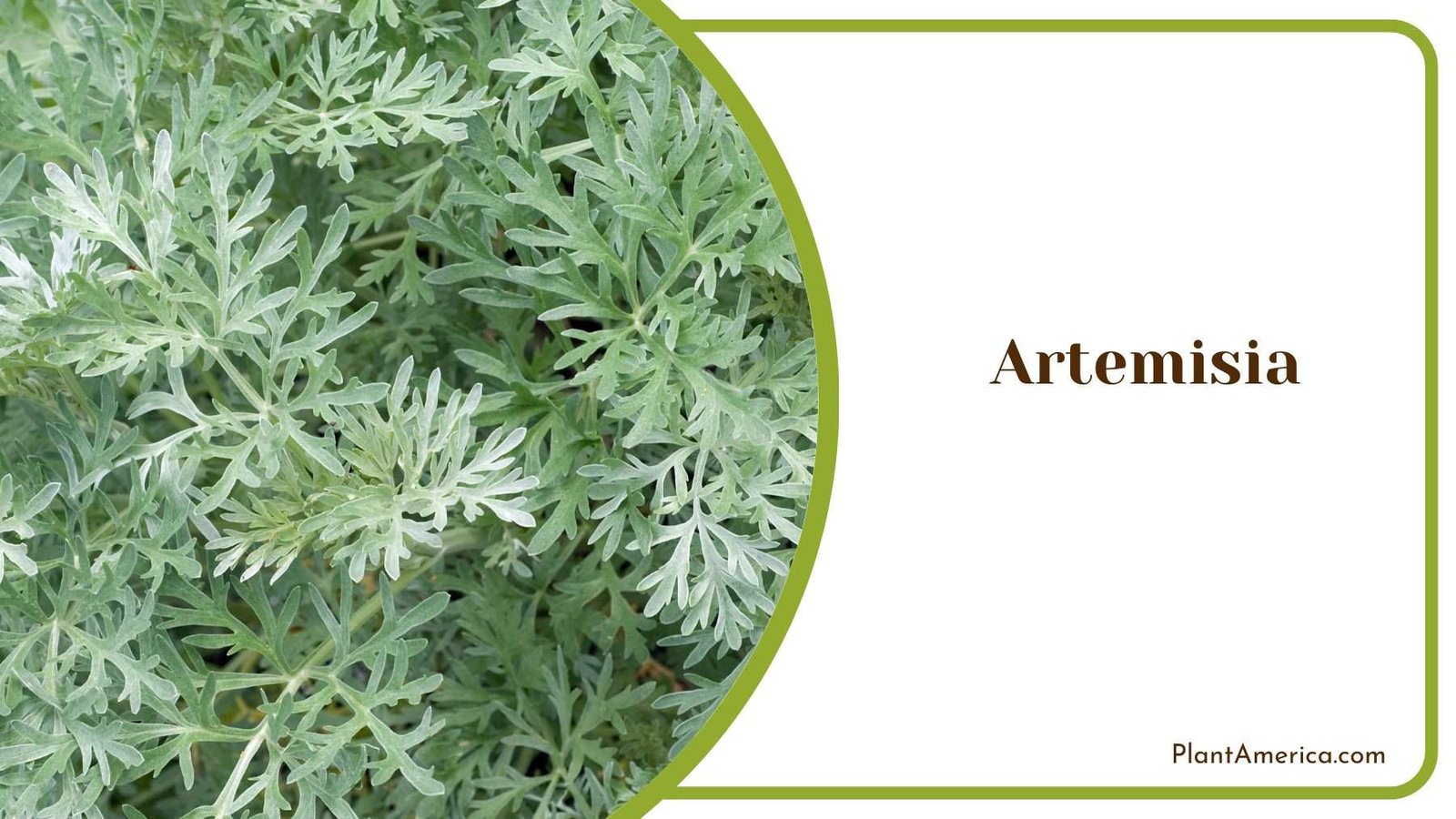 Evergreen Artemisia Plants Plant America