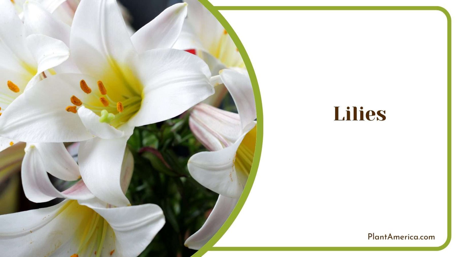 Fan Like Lilies Flower Plant America