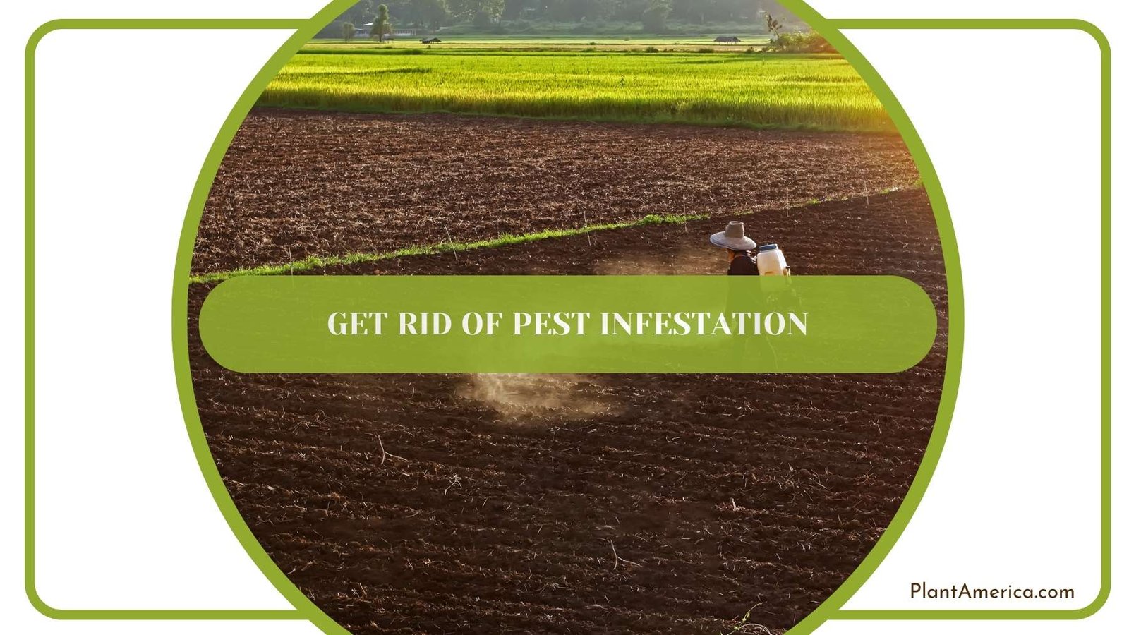 Farmer Taking Required Care To Get Rid Of Pests Plant America Farmer Taking Required Care To Get Rid Of Pests Plant America