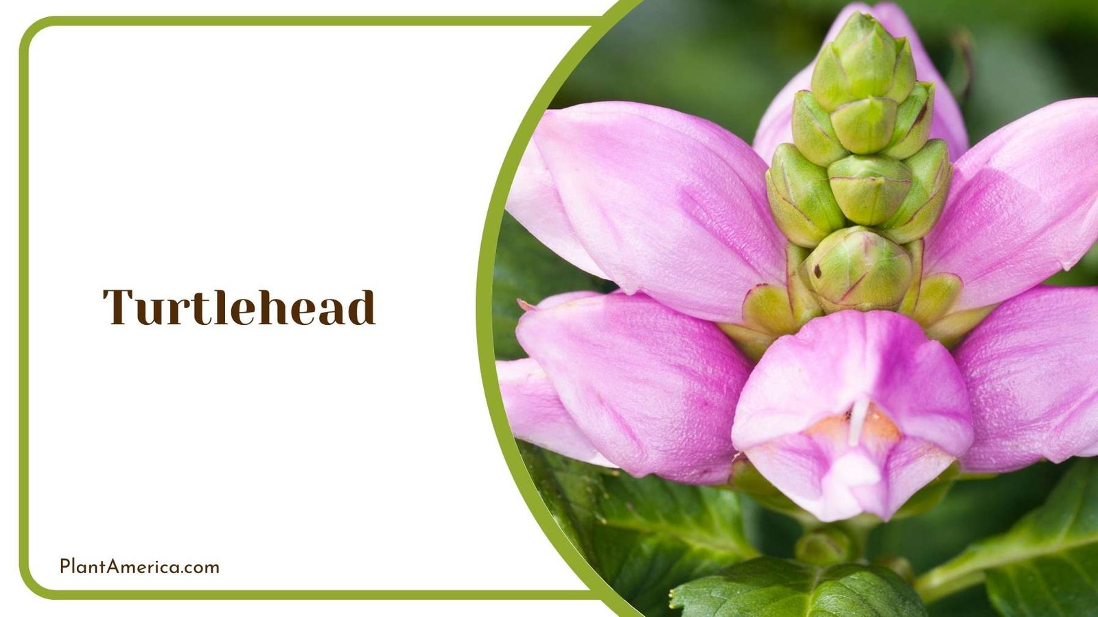Fascinating Turtlehead Plant America