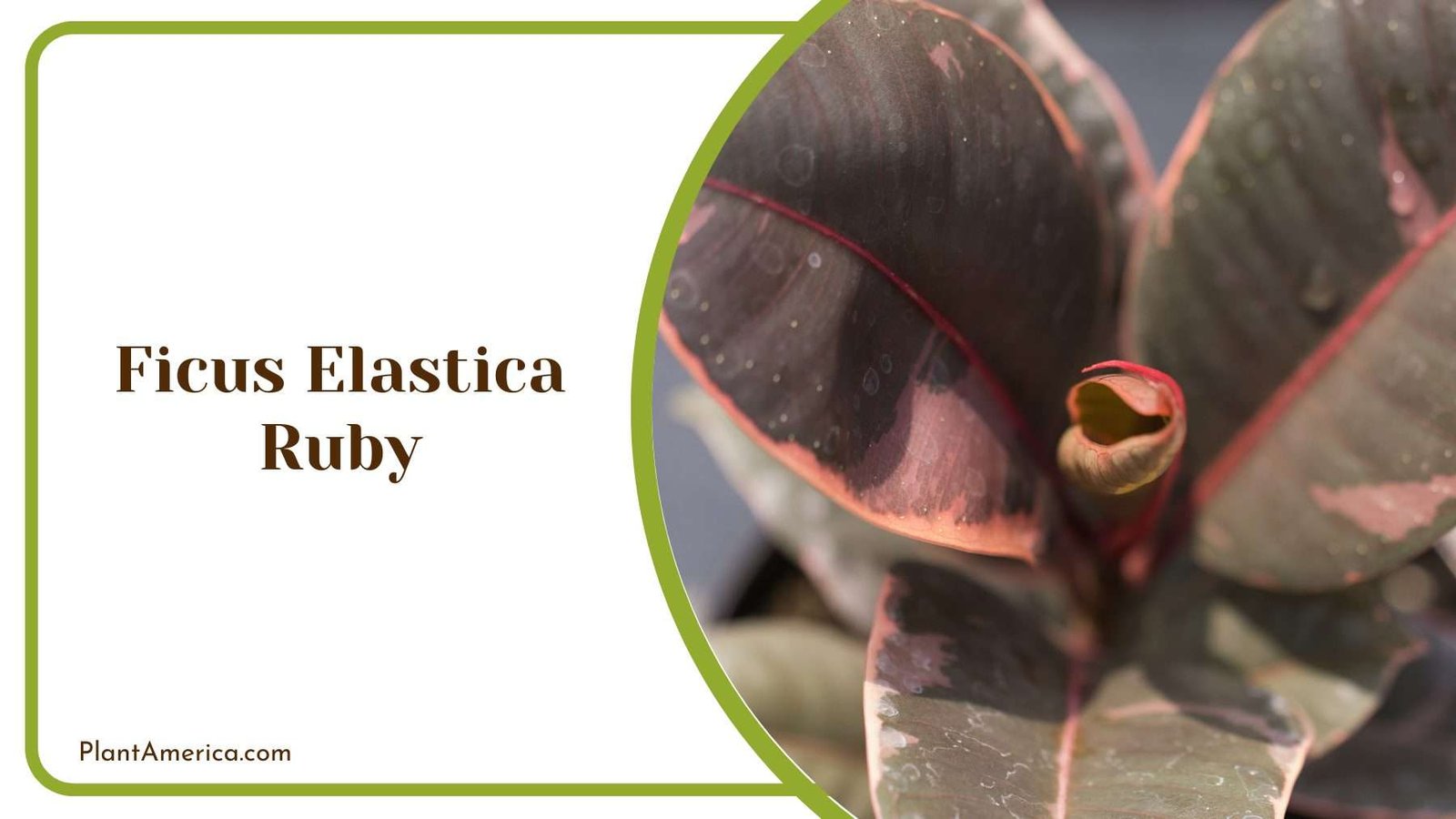 Ficus Elastica Ruby Plant America