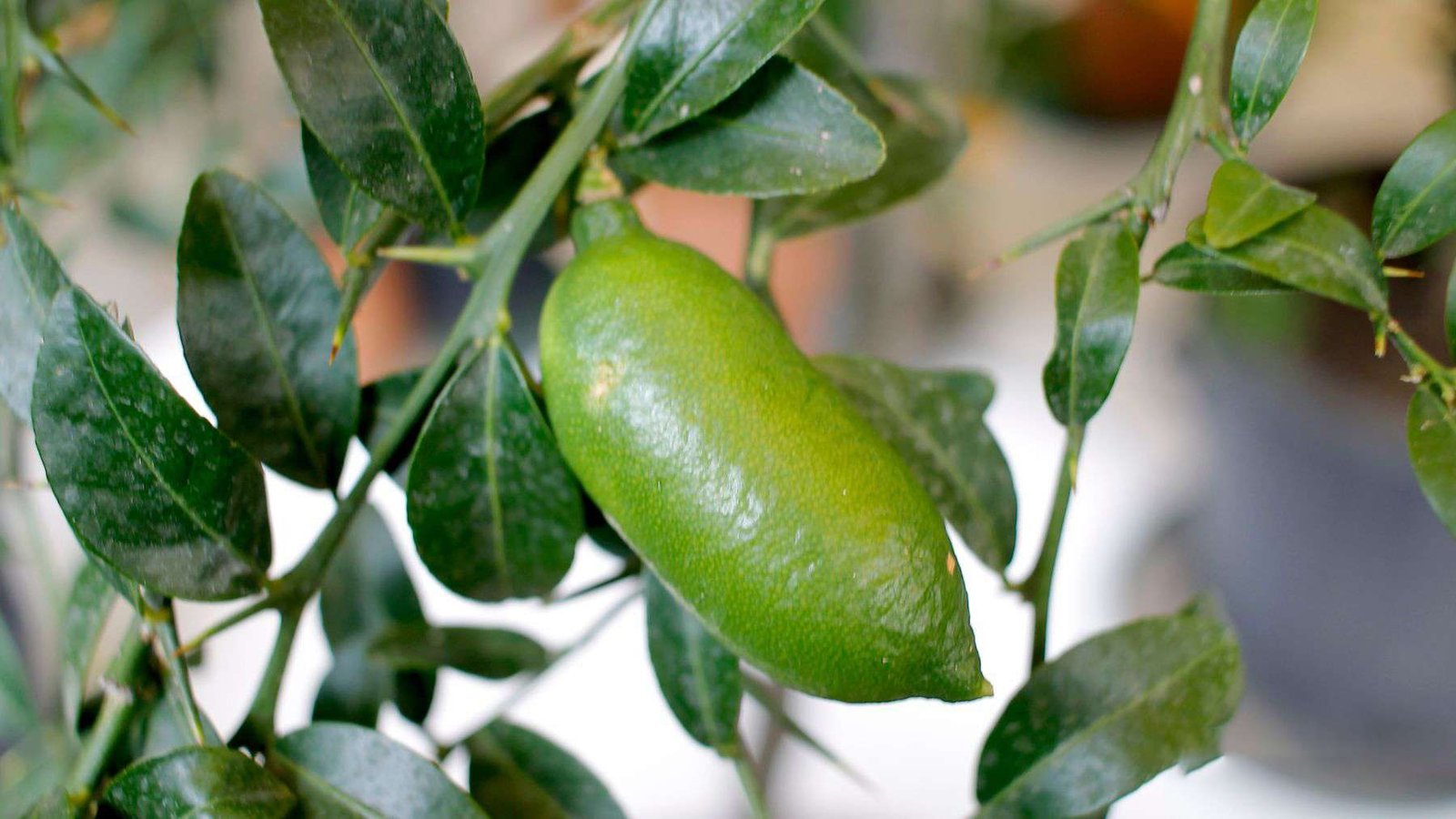 Finger Lime Care Details PlantAmerica