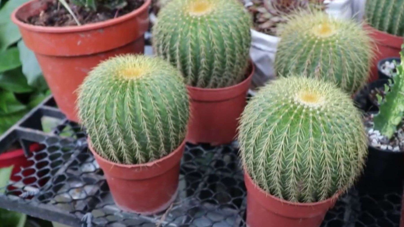 Fishhook Barrel Cactus Transplanting Ideas Plant America