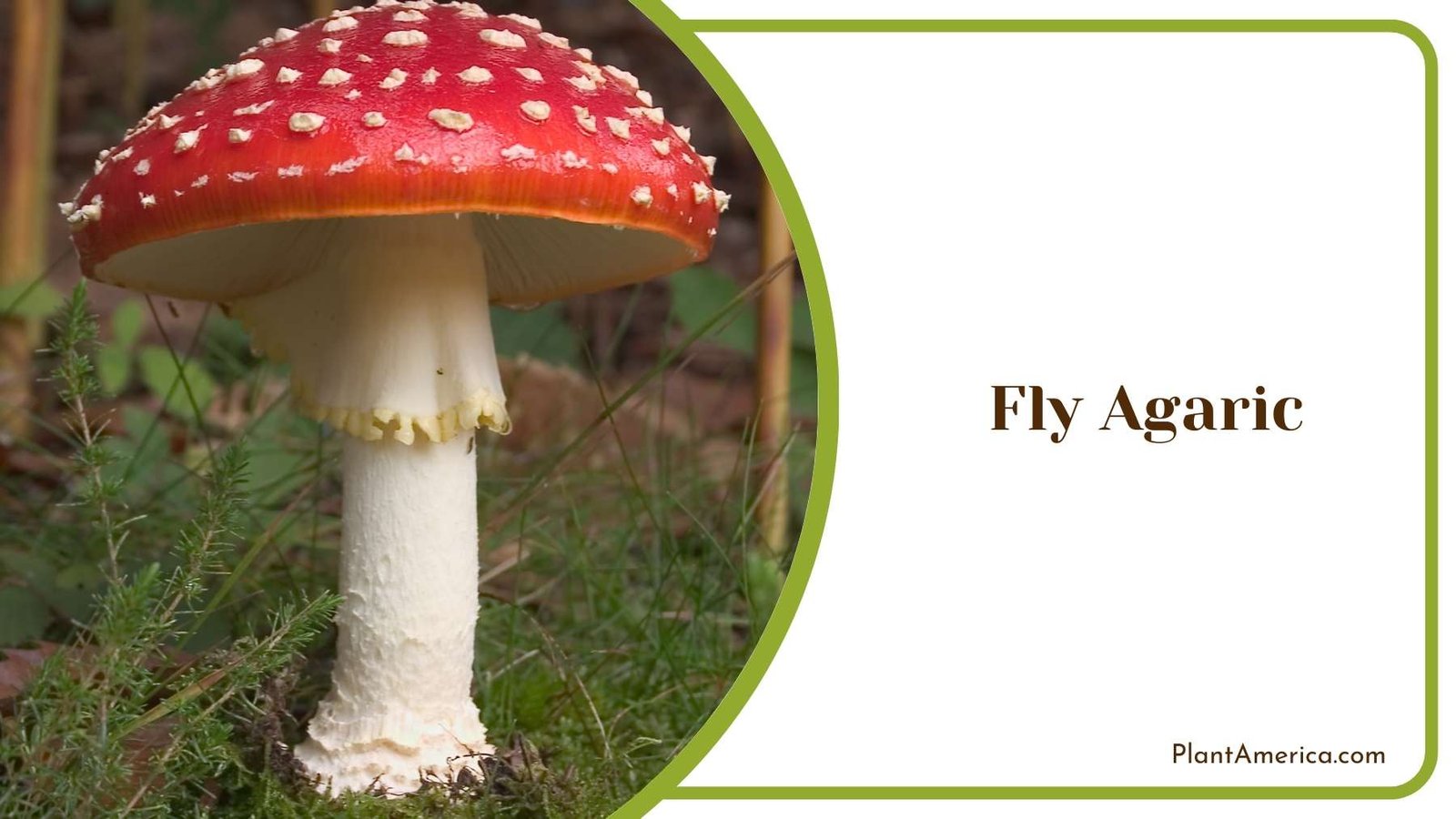 Fly Agaric Plant America