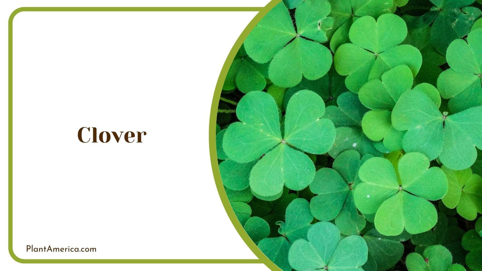Focus Shot On Clover Plant America