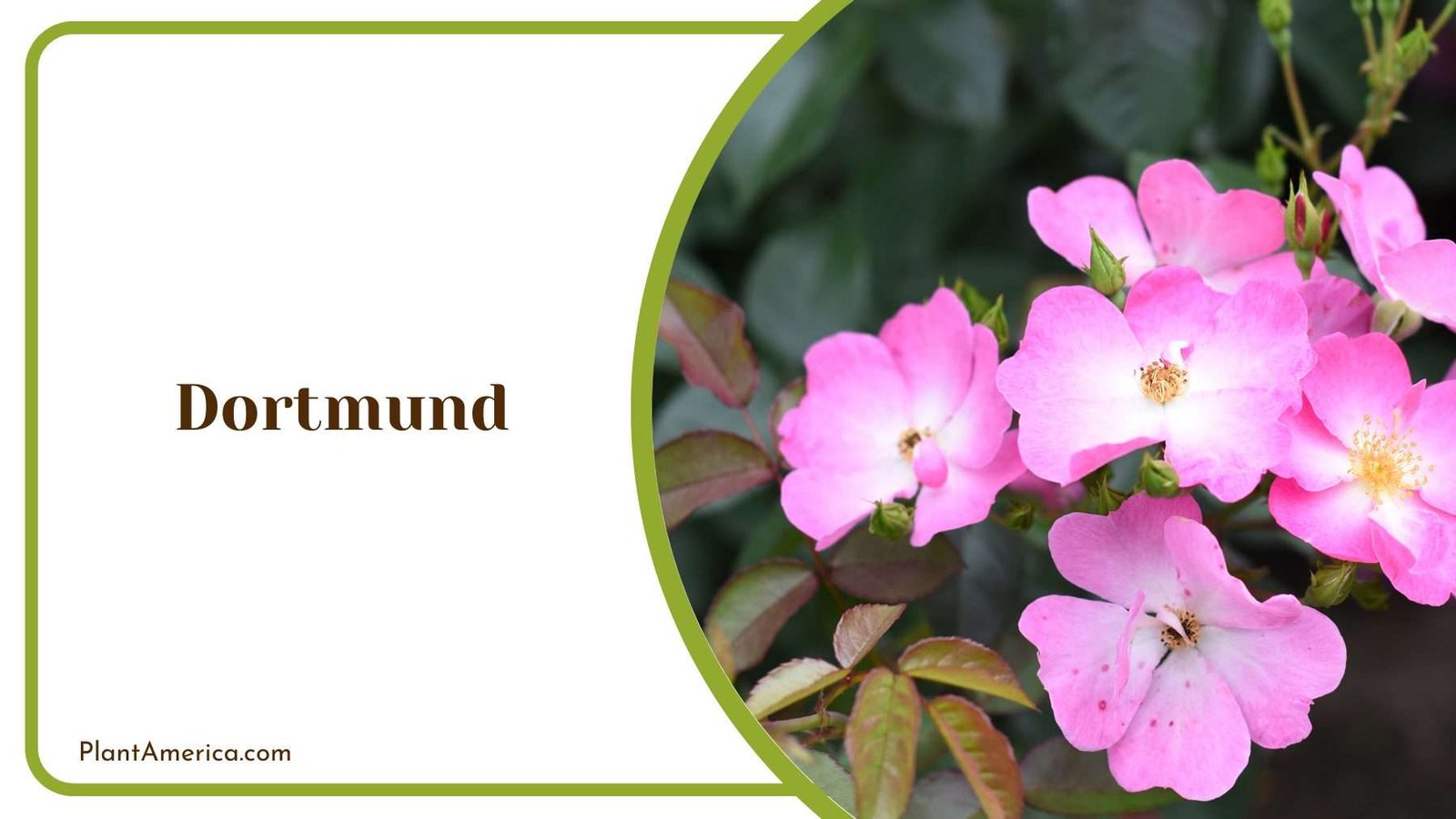 Foliage Of Dortmund Rose Plant America