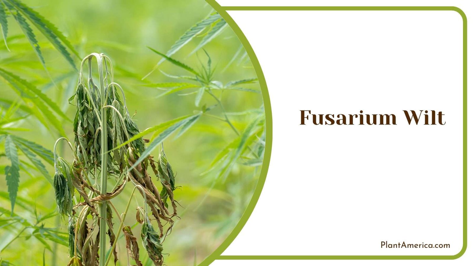 Fusarium Wilt Plant America