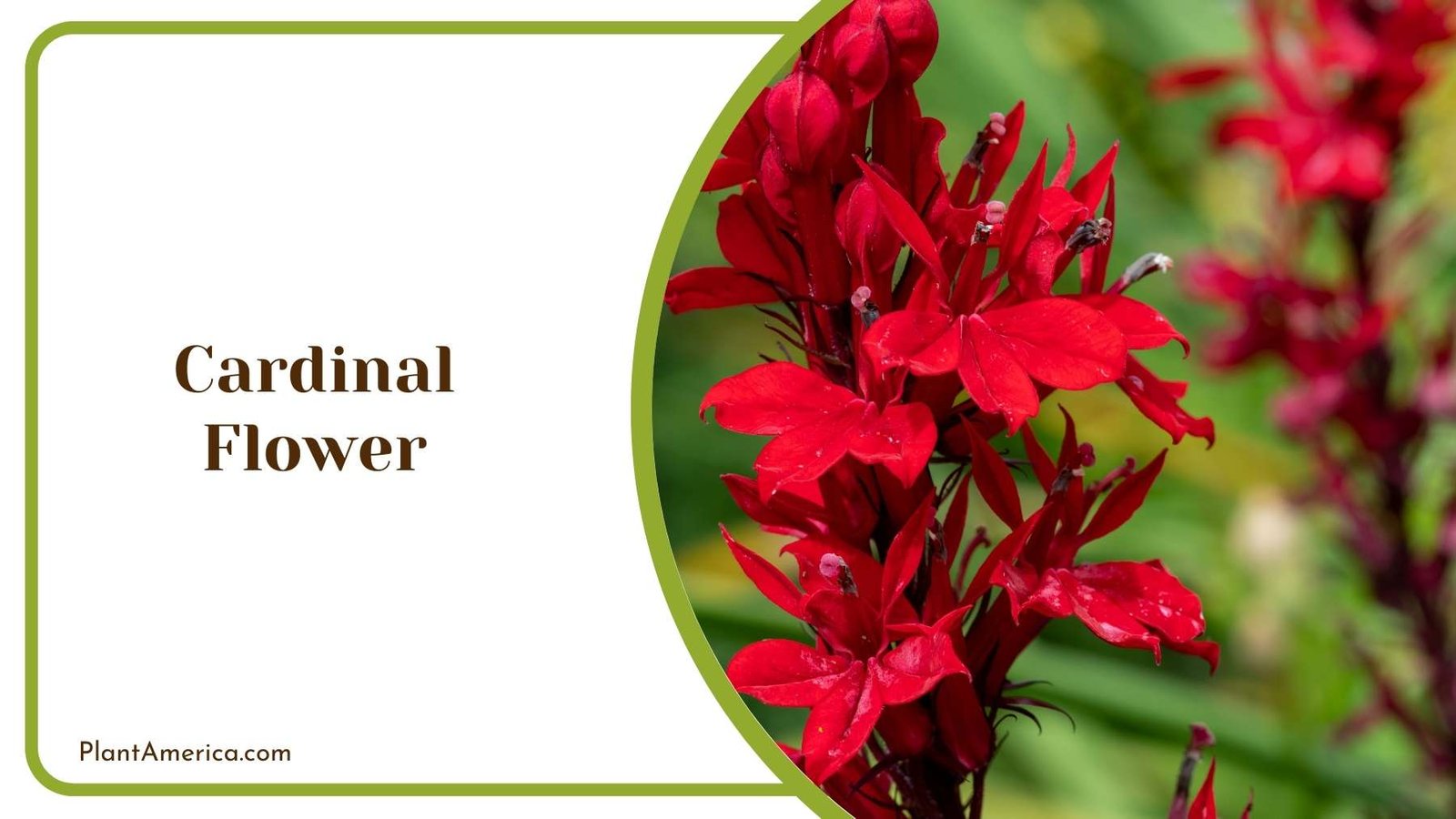 Gardener While Cardinal Flower Plant America
