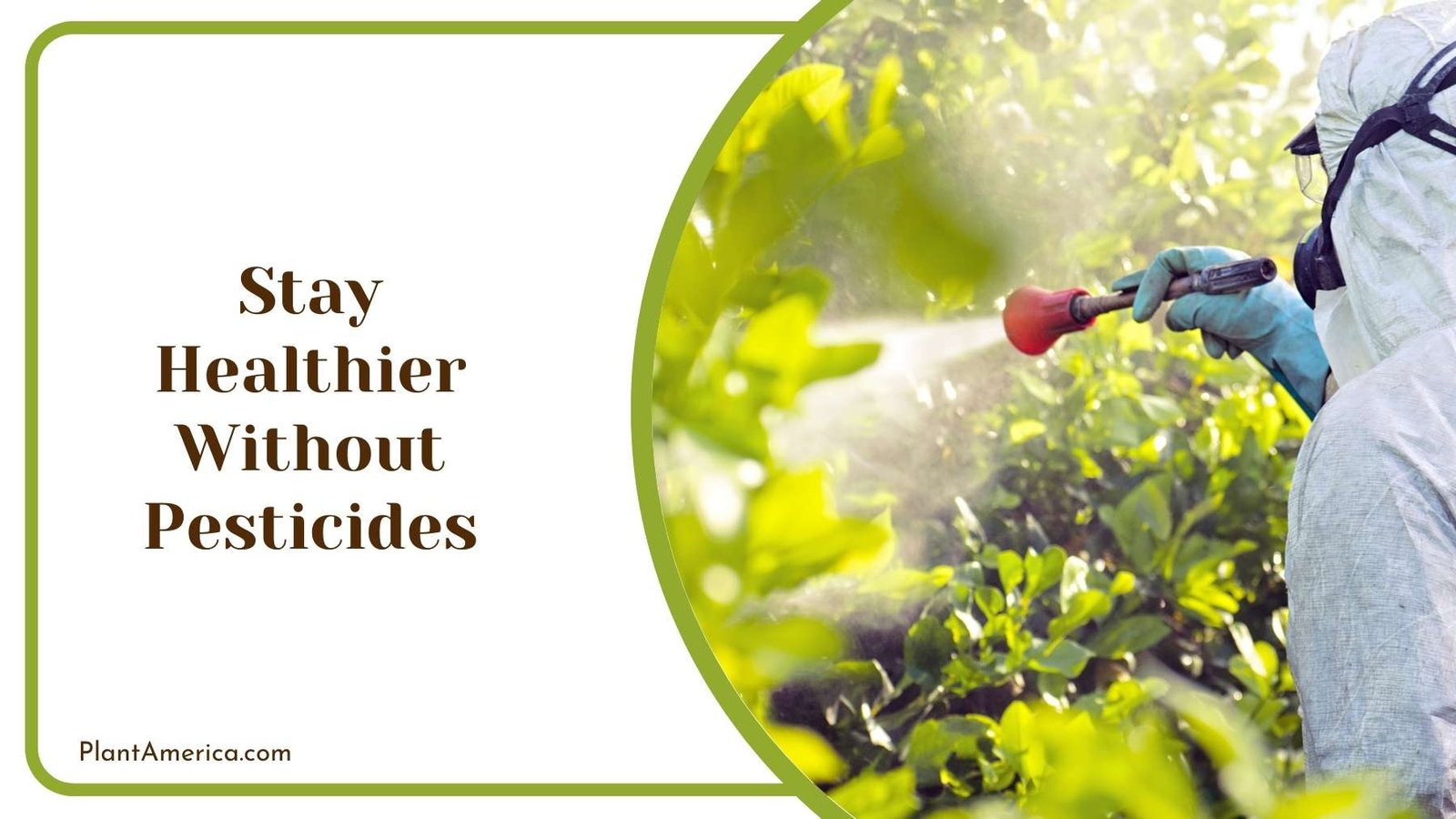 Gardener While Spraying Pesticide On His Plants Plant America