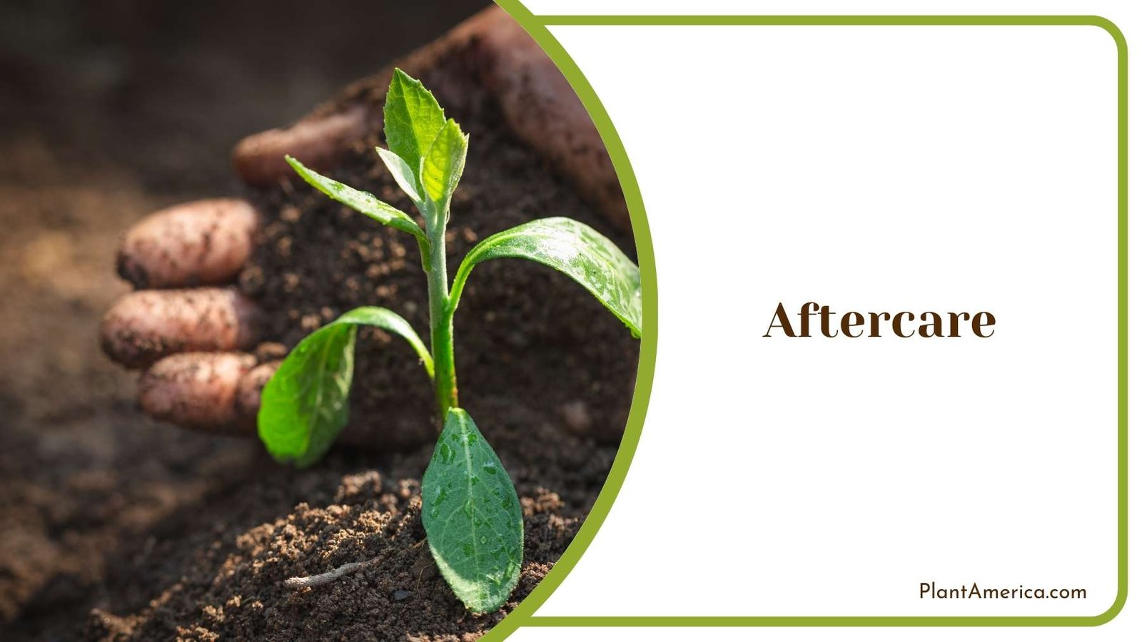 Gardener While Taking Care Of Plant Plant America