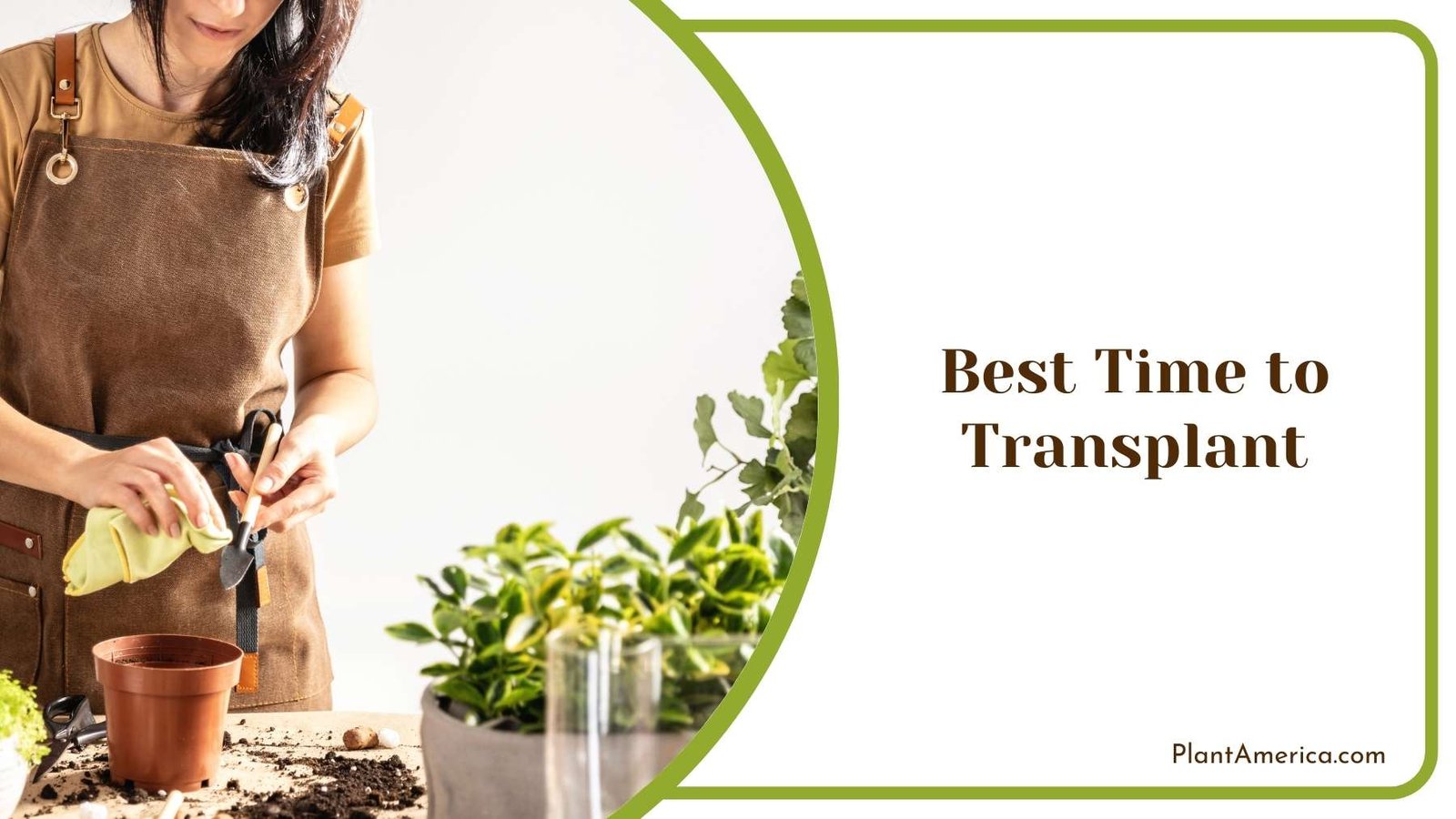 Gardener While Transplanting a Plant Plant America 1