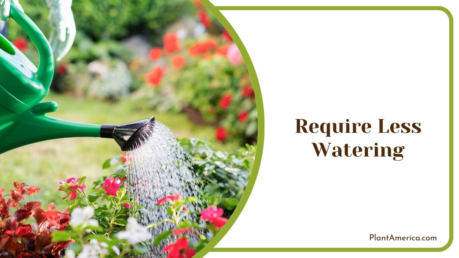 Gardener While Watering His Plants Plant America