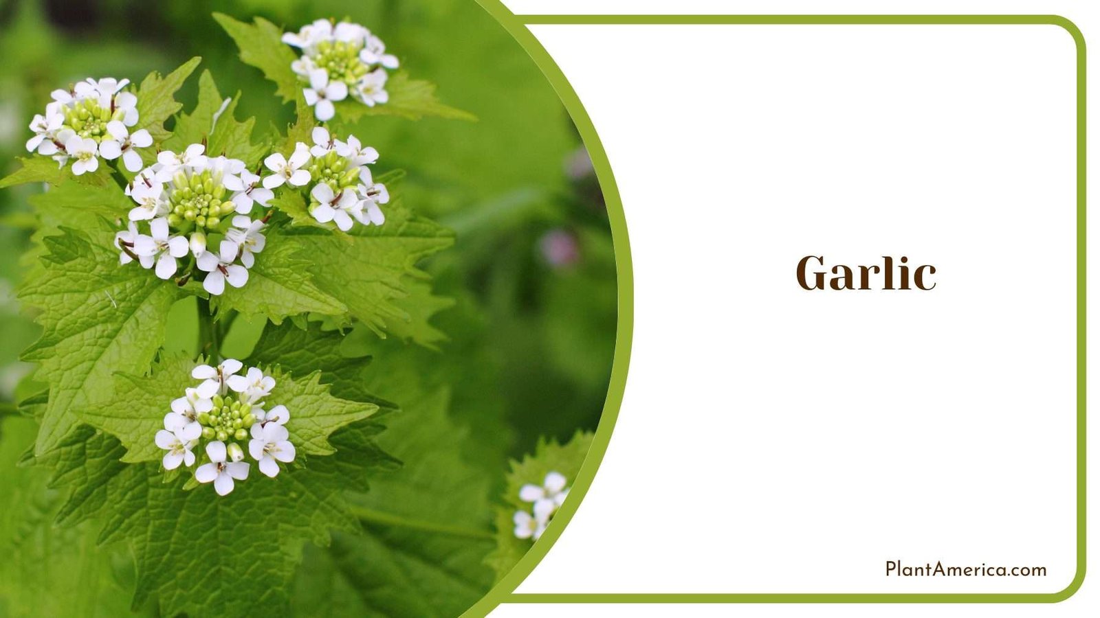 Garlic Plants Plant America