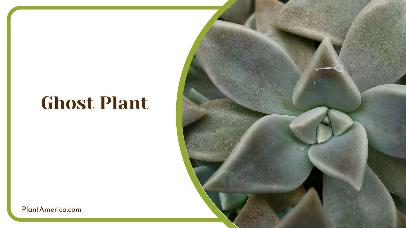 Ghost Plant Plant America