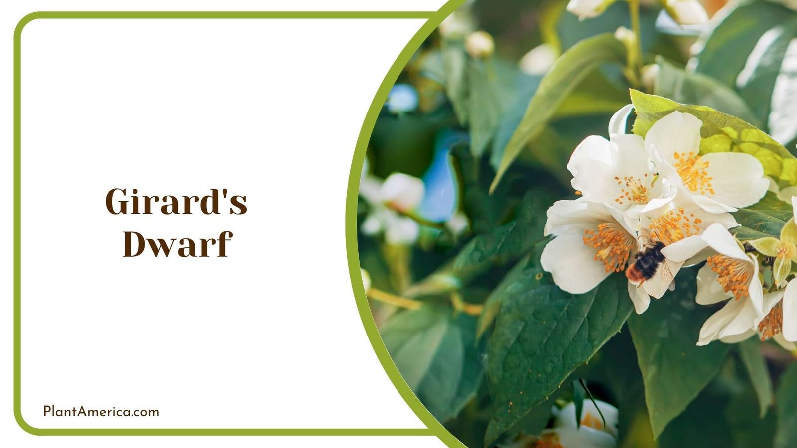 Girard s Dwarf In Nature Plant America